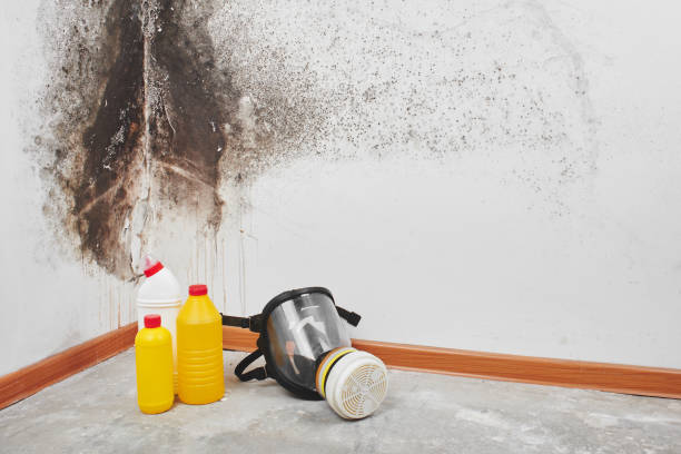 Best Residential Mold Remediation in Manchester, MI