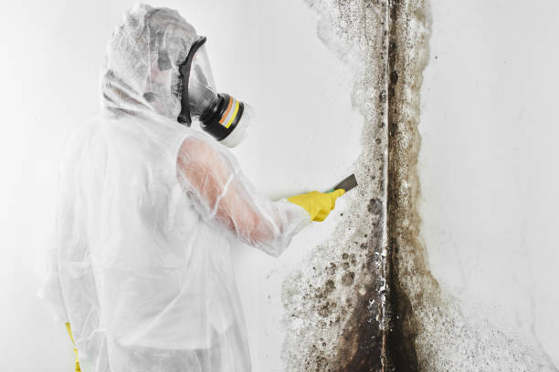 Best Bathroom Mold Remediation in Manchester, MI