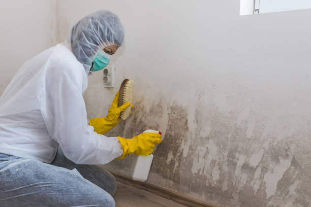 Reliable Manchester, MI Mold Remediation Solutions