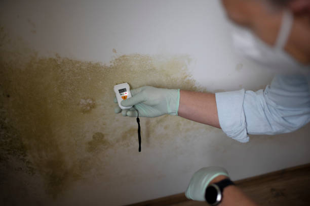 Best Kitchen Mold Remediation in Manchester, MI