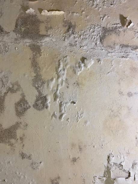 Best Localized Mold Remediation (e.g., coastal areas, humid climates) in Manchester, MI