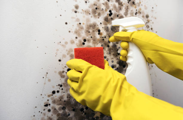 Best Commercial Mold Remediation in Manchester, MI